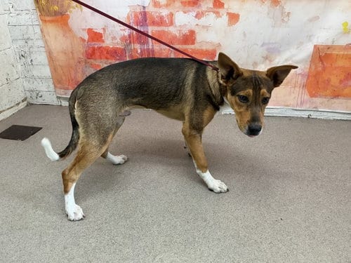 Photo of Commander, adoptable German Shepherd Dog in San Bernardino, California