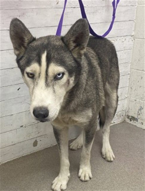 Photo of Tobias, adoptable Siberian Husky in San Bernardino, California