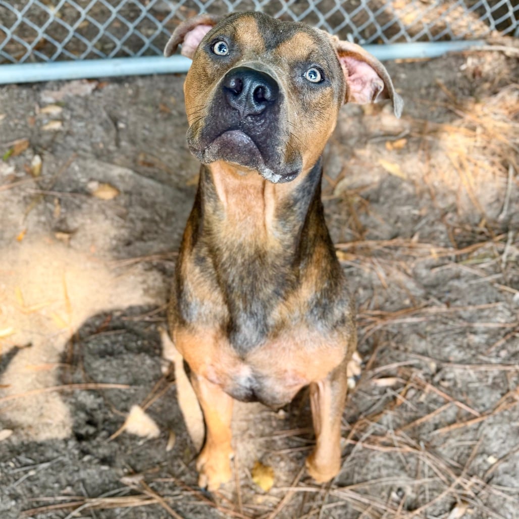 Photo of Acorn, adoptable Mixed Breed (Medium) in Milton, Florida