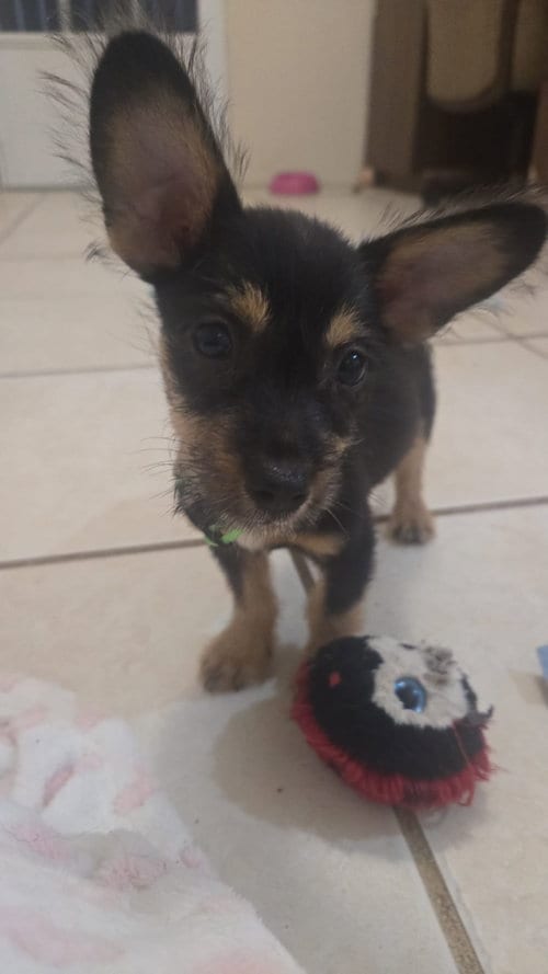 Photo of Baily, adoptable Chihuahua in Virginia Beach, Virginia