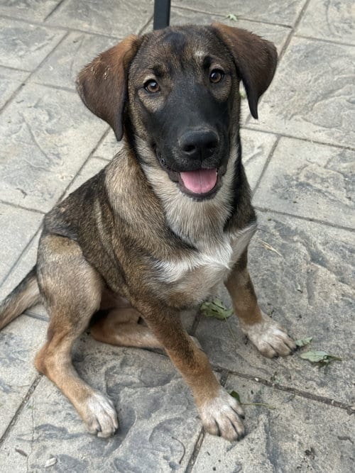 Photo of Dolly Parton, adoptable Australian Cattle Dog/Blue Heeler in Fenton, Missouri