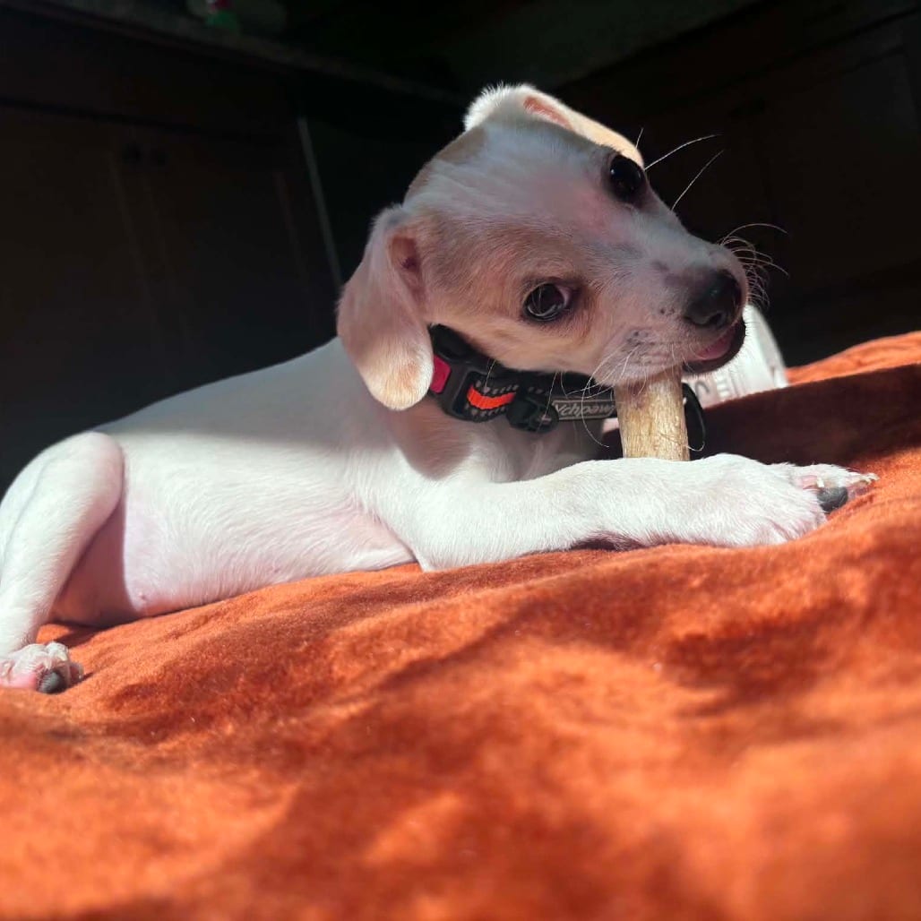 Photo of Kip, adoptable Chihuahua / Mixed Breed (Small) in Alma, Wisconsin