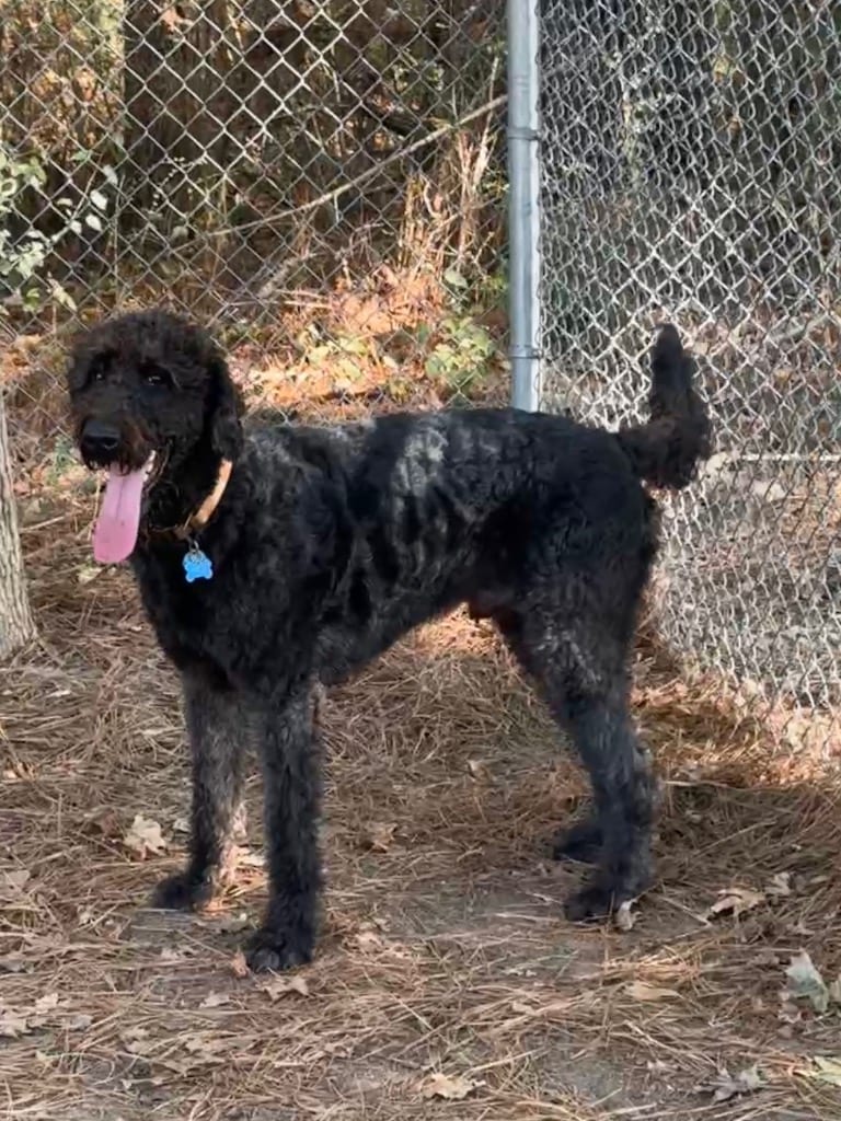 Photo of Arlo, adoptable Labrador Retriever in Little Rock, Arkansas