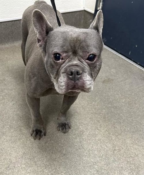 Photo of Periwinkle, adoptable French Bulldog in HESPERIA, California