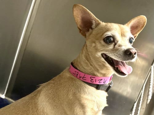 Photo of Petite, adoptable Chihuahua in Los Angeles, California