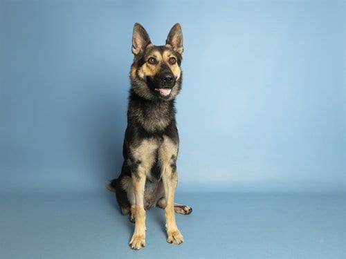 Photo of Hashbrown, adoptable German Shepherd Dog in Phoenix, Arizona