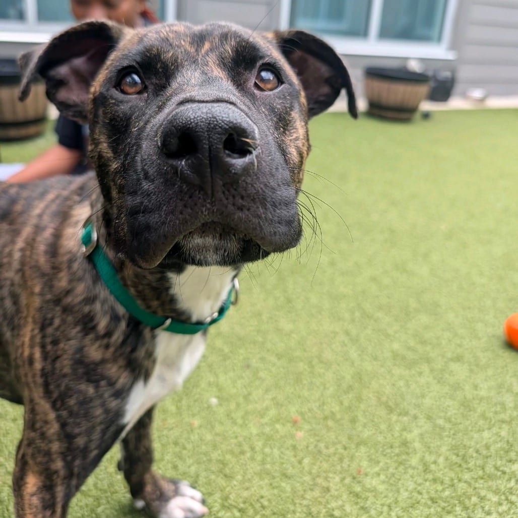 Photo of Dominic, adoptable Terrier, Pit Bull in Greensboro, North Carolina