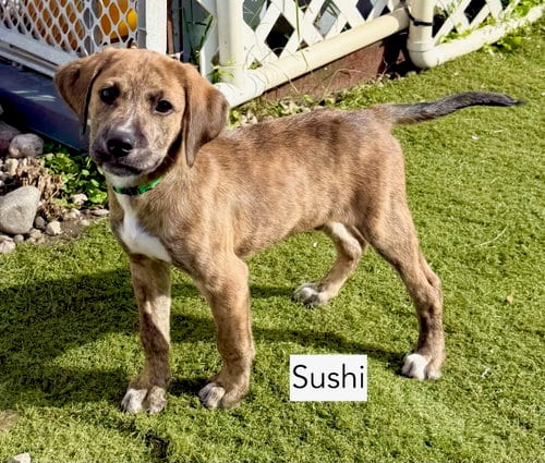 Photo of Sushi, adoptable Hound in Gilberts, Illinois