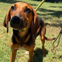 Photo of Camilla KL, adoptable Coonhound Beagle in Hartford, Connecticut