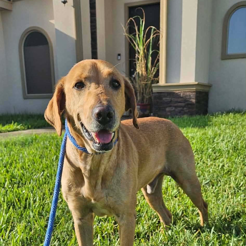 Photo of Teddy, adoptable Retriever, Labrador / Mix in Oklahoma-based; Northeast placements, Oklahoma