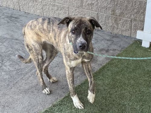 Photo of Kydah, adoptable Pit Bull Terrier in Modesto, California
