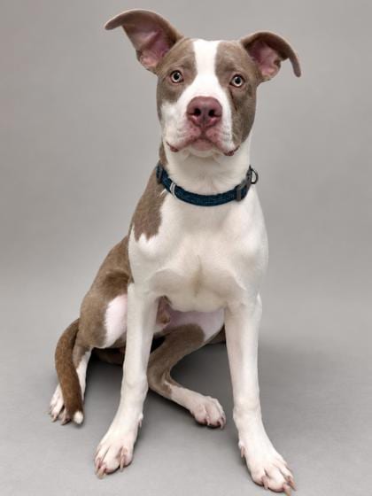 Photo of Lewis, adoptable American Staffordshire Terrier in Inverness, Florida