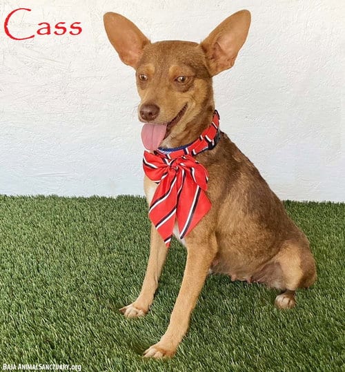 Photo of Cass, adoptable Australian Kelpie in San Diego, California