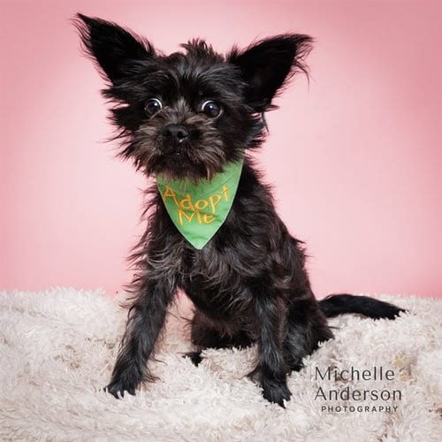 Photo of A165785, adoptable Yorkshire Terrier Yorkie in Corona, California