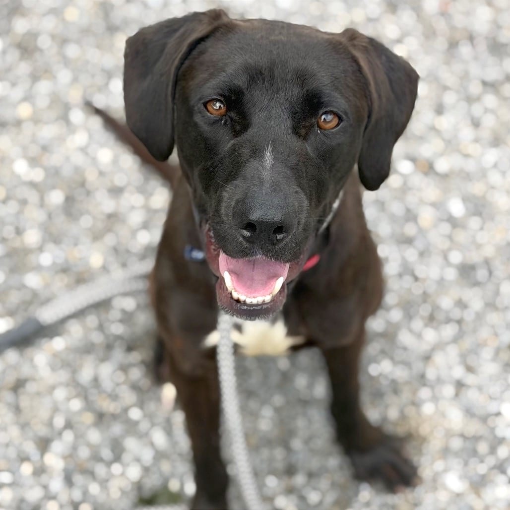 Photo of Bacardi, adoptable Mixed Breed (Medium)