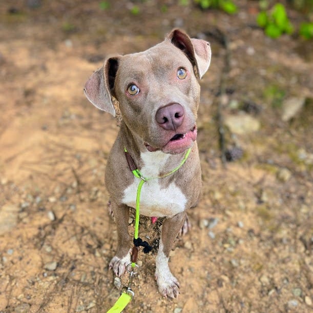 Photo of Atreus, adoptable Mixed Breed in Douglasville, Georgia