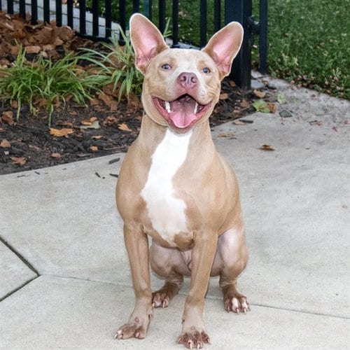 Photo of Rambo, adoptable Pit Bull Terrier in Maryland, Missouri