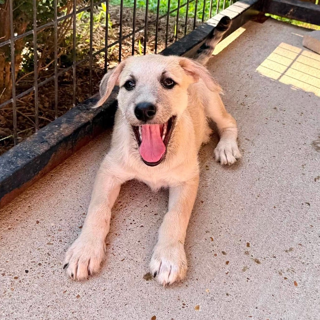 Photo of Whoopie, adoptable Retriever, Labrador / Mixed Breed (Medium) in Buffalo, Minnesota
