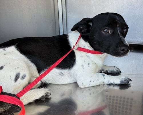 Photo of Zipper, adoptable Chihuahua in Phoenix, Arizona