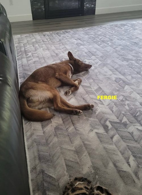 Photo of Fergie, adoptable Australian Kelpie in Woodland Hills, California