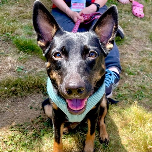 Photo of Lynn, adoptable Rat Terrier in Canton, Connecticut