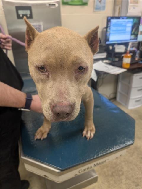 Photo of Salsa, adoptable American Bulldog in Mobile, Alabama