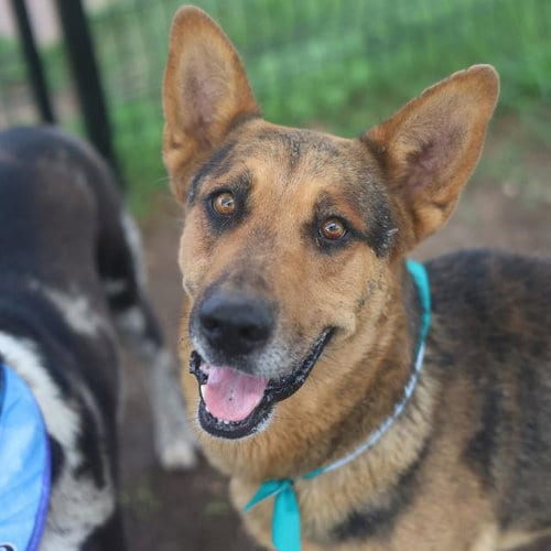 Photo of Maverick, adoptable German Shepherd Dog in San Antonio, Texas