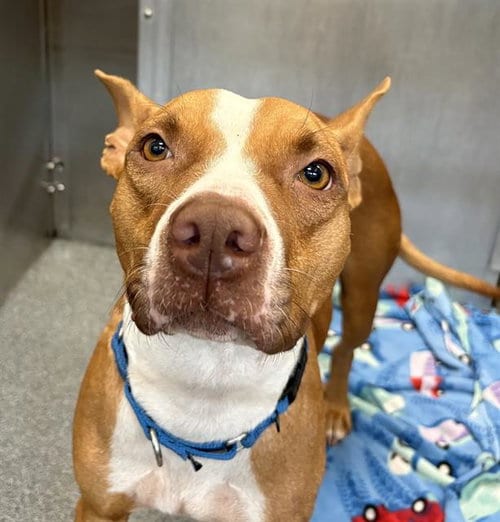Photo of Hailey, adoptable Pit Bull Terrier in Dallas, Texas