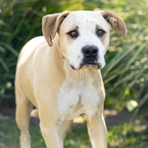 Photo of Scooch, adoptable Pit Bull Terrier in Camarillo, California
