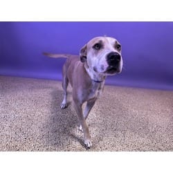 Photo of Blossom, adoptable Terrier (Unknown Type, Medium) in Doral, Florida