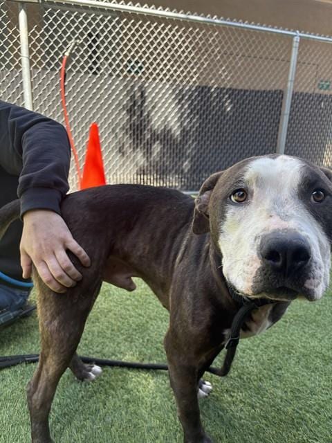 Photo of Aladdin, adoptable Pit Bull Terrier in San José, California