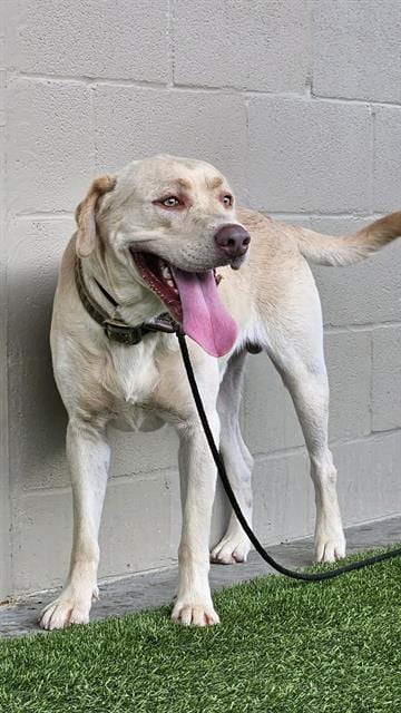 Photo of Thomas Shelby, adoptable Labrador Retriever in Baytown, Texas