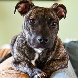 Photo of Scarlett, adoptable American Staffordshire Terrier American Bulldog in Zebulon, Georgia