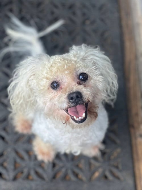 Photo of Toby, adoptable Poodle (Miniature) in Dana Point, California