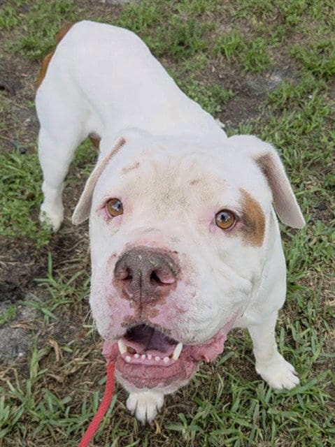 Photo of Tommy, adoptable American Bulldog in Fort Lauderdale, Florida