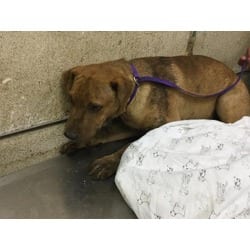 Photo of Peanut, adoptable Shar Pei in Jurupa Valley, California
