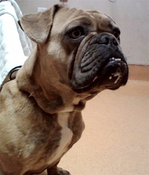 Photo of Angel, adoptable French Bulldog in Martinez, California