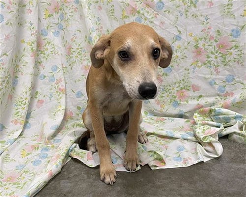 Photo of Olive, adoptable Labrador Retriever in Rosenberg, Texas
