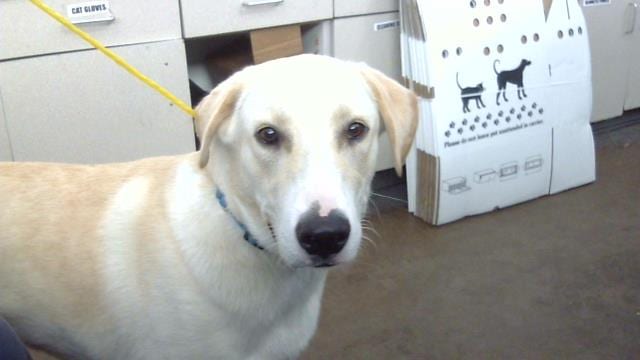 Photo of Max, adoptable Mixed Breed