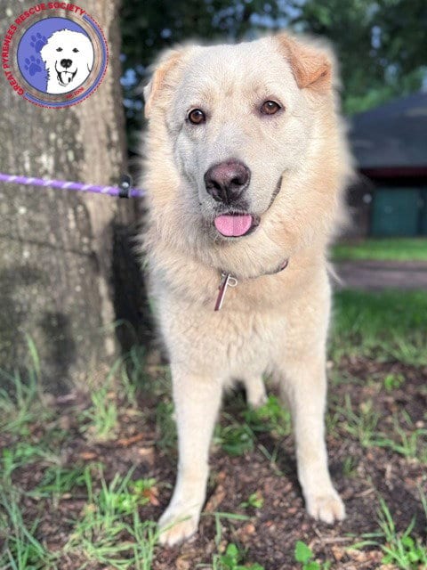 Photo of Mandeline, adoptable Great Pyrenees in Spring, Texas