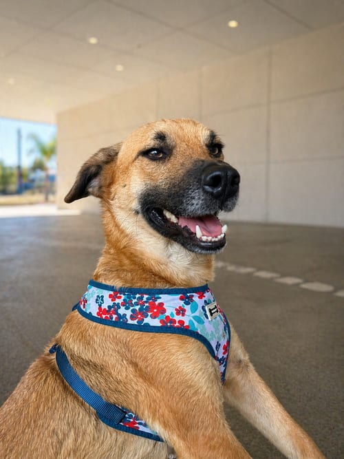 Photo of Balu, adoptable Black Mouth Cur in Inglewood, California