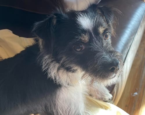 Photo of George, adoptable Terrier in Brooklyn Center, Minnesota