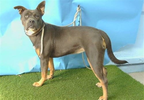 Photo of Bianca, adoptable Pit Bull Terrier in Gardena, California