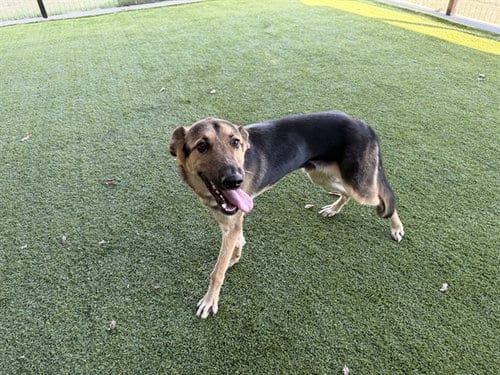 Photo of Tucker, adoptable German Shepherd Dog in Garland, Texas