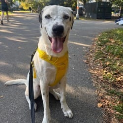 Photo of Annette, adoptable Labrador Retriever in New York, New York