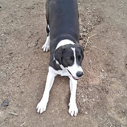 Photo of Becca, adoptable Hound (Unknown Type) in East Hartford, Connecticut