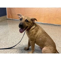 Photo of Hubert, adoptable Terrier (Unknown Type, Medium) in Doral, Florida