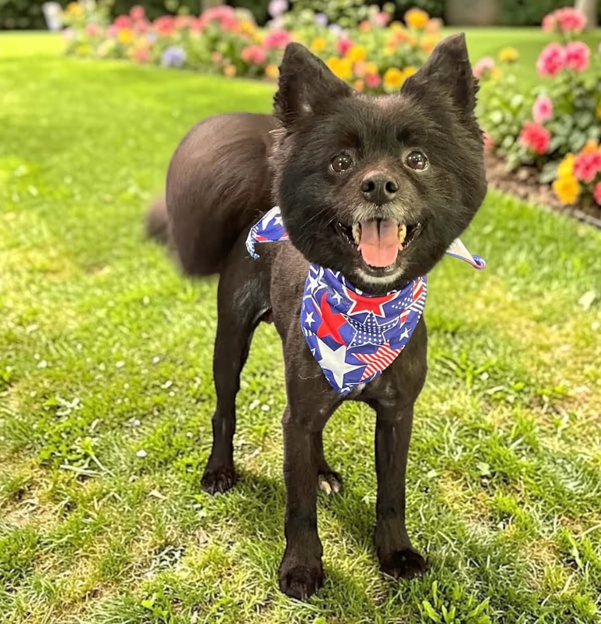 Photo of Cole, adoptable Pomeranian in Virginia beach, Virginia