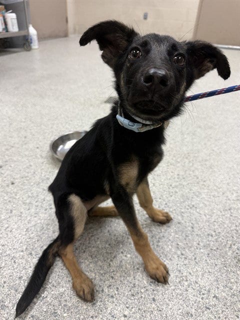 Photo of Lady, adoptable German Shepherd Dog in Conroe, Texas