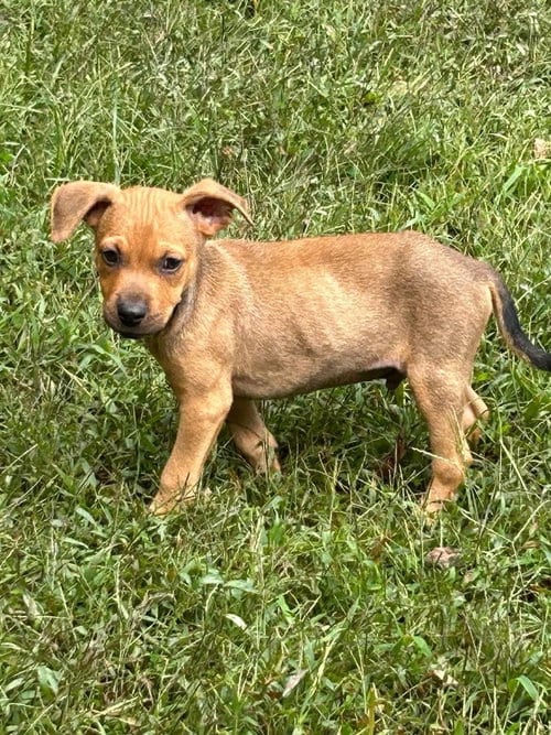 Photo of Baby Jake, adoptable Labrador Retriever in garner, North Carolina